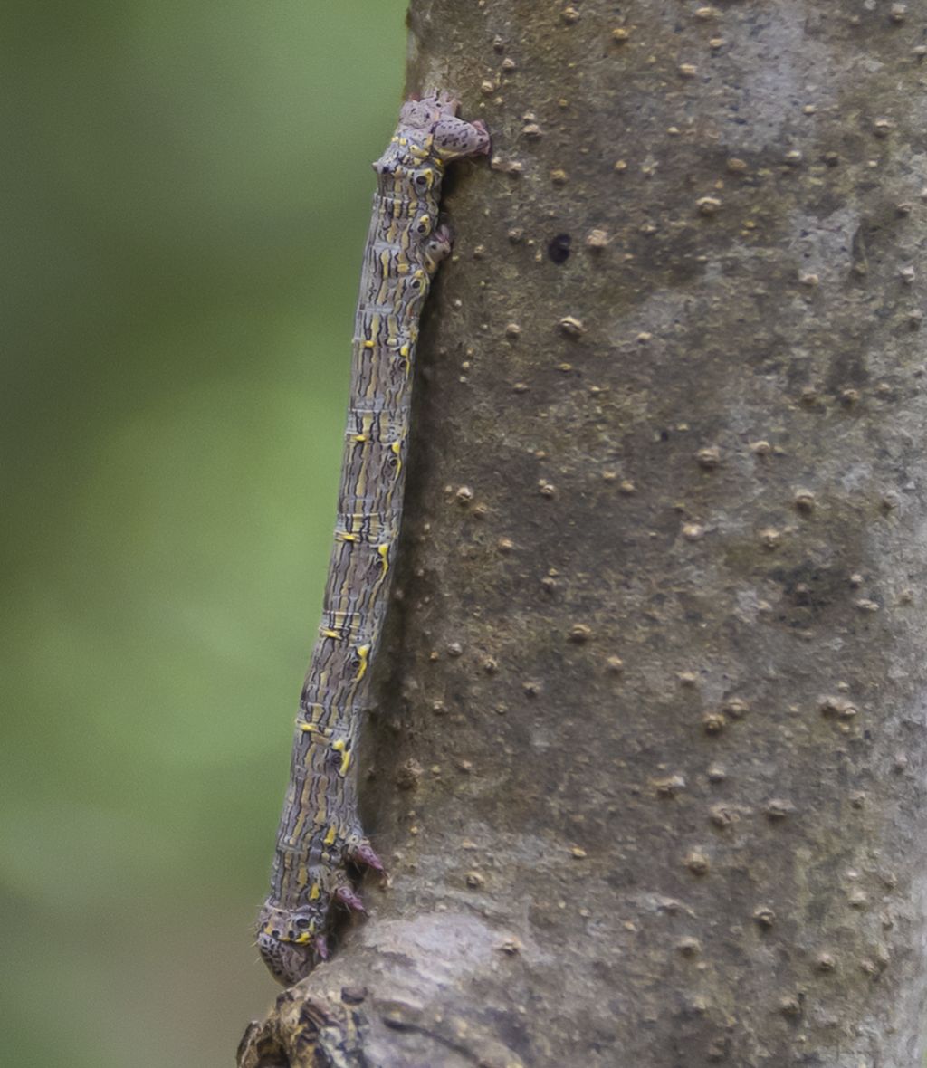 bruco di Lycia hirtaria (Geometridae)